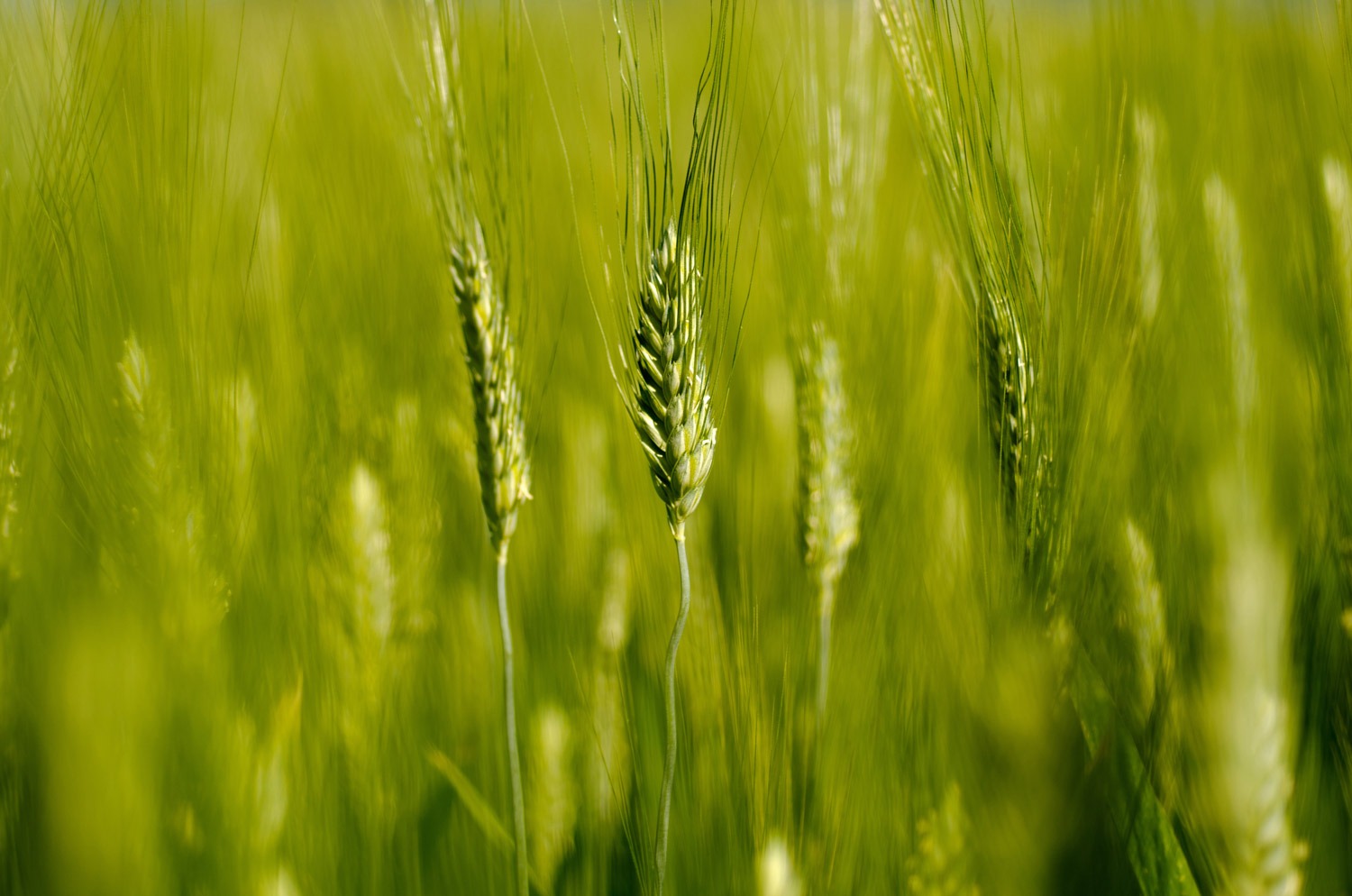 grain