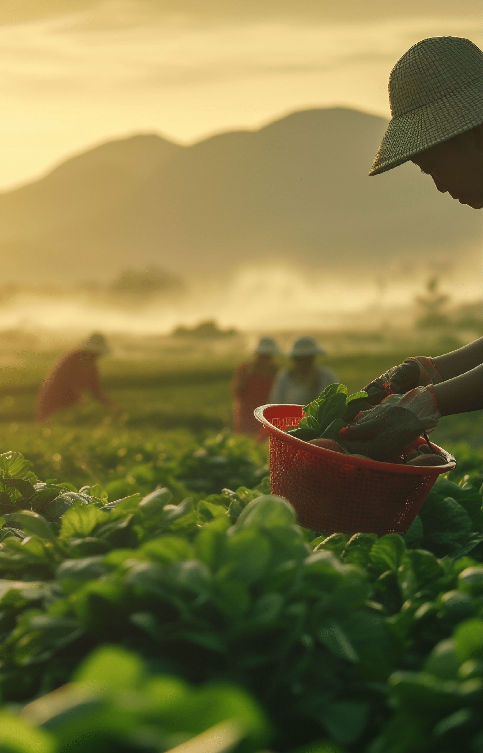 farmer