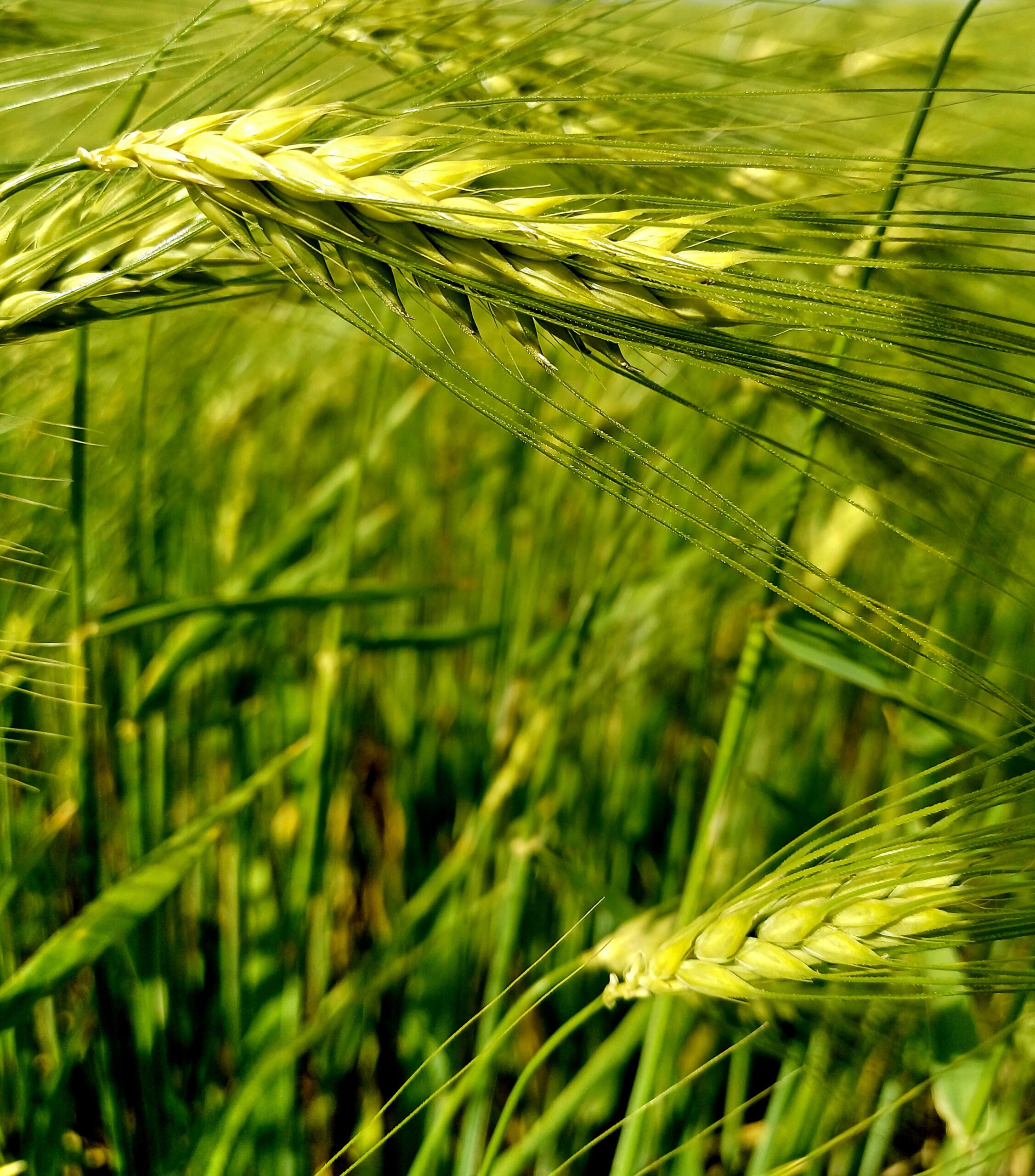 green-wheat-field-with-blue-sky-background